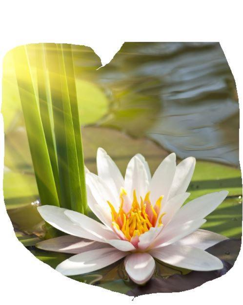 Lotus Flower Sant'Olcese Esterno foto